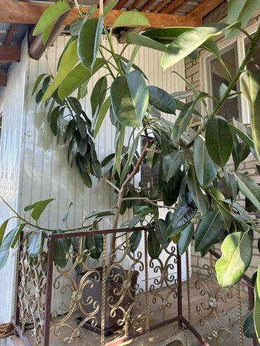 цветы фикусы: Фикус каучуконосный, или Ficus elastica, представляет собой