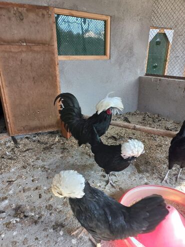 Xoruzlar: Rahibe pado cinsi yumurtasi satilir papaqlari cox boyuk olur