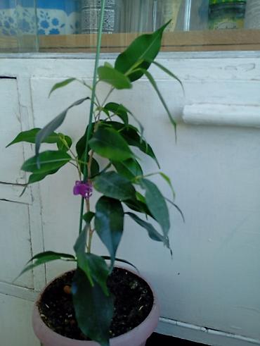 фикус бенжамин: Фикус Бенджамина вариегатный (Ficus benjamina, пестролистная форма) в — 4