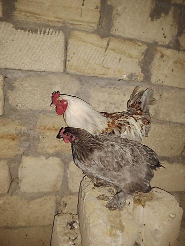 kend colpaları: Brama cütü satılır 30 manat xoruz 15 fərə barterde mümkündü fərə — 4
