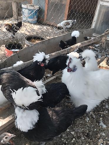Toyuqlar: Toyuq, Damazlıq, Ünvandan götürmə, Ödənişli çatdırılma — 19