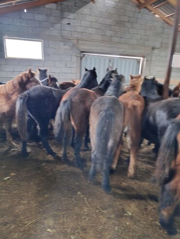 Лошади, кони: Продаю | Жеребенок | Для разведения | Племенные — 7