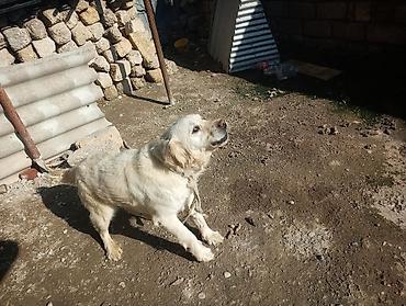 İtlər: Retriever, 1 il, Erkək — 2