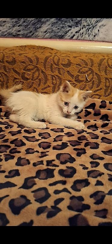 трехцветная кошка: Котята 2 мес два мальчика и трех цветная девочка уже кушают всё ходят — 1