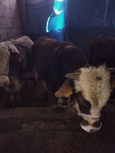 Коровы, быки: Продаю | Бык (самец) | Полукровка | На откорм | Привязанные — 10