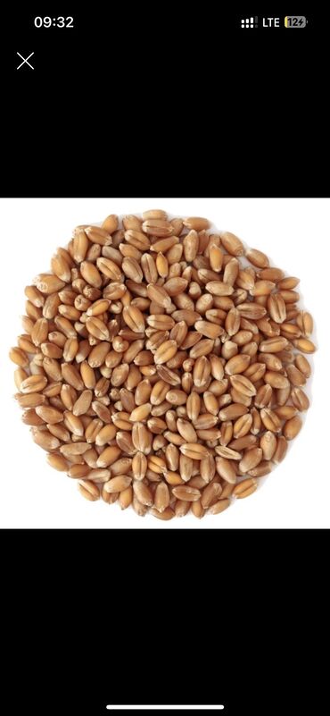 хлеб корм: Пшеница-Будай самовывоз с доставкой с выше 8 т