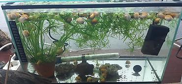 Аквариумы: Аквариумные ампулярии, растения, декорации,коряга,корм. - Стеклянный — 4