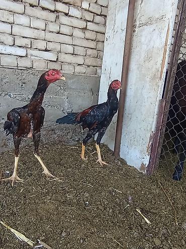 Птицы
