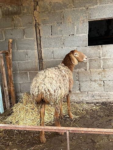 Баран, овца: Продаю | Овца (самка) | Арашан | Для разведения | Матка — 8