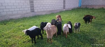 овцы матки: Продаю | Ягненок | Гиссарская, Меринос | Для разведения