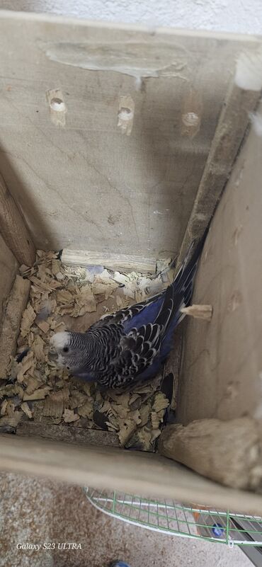 Tutuquşları: Papuqaylar satılır — 3