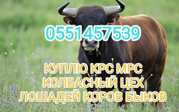 продаю телята: Куплю | Коровы, быки, Лошади, кони | Любое состояние, Забитый, Самовывоз