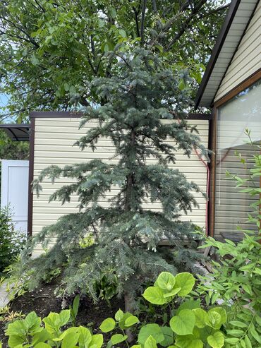 елка белая: Продается голубая ель 🌲 Высота 3.5 метра Пышная красивая Срочно