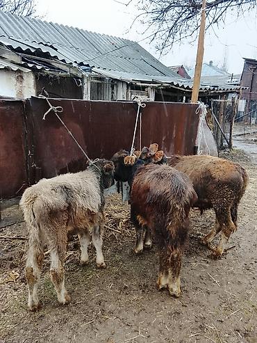 Коровы, быки: Продаю | Музоо, торпок | Полукровка | На откорм | Привязанные — 8