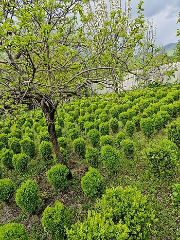 Çöl bitkiləri: Həmişə yaşıl güllər.Şəmsidi adı — 2