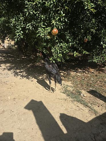afçarka satışı: Toyuq, Damazlıq — 4
