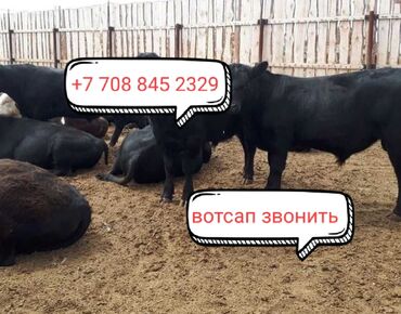 Коровы, быки: Продаю | Корова (самка), Бык (самец), Музоо, торпок | Ангус, Герефорд, Голштин | На откорм, На забой, Для разведения