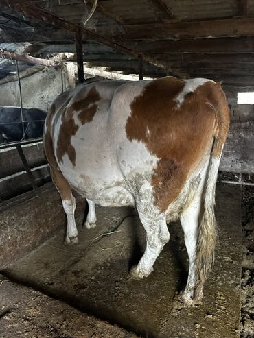 домик для кошки многоуровневый: Продаю | Корова (самка) | Для молока | Племенные