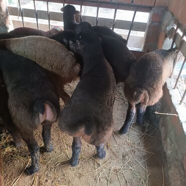 Quzu: Salam hervaxdız xeyir saxlamlıq quzularm cxdı satqa isdiyen elaqe — 6