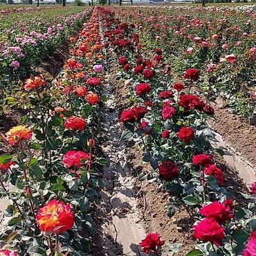 Роза: Продаю саженцы роз.Вьющийсяминирозы .куставые — 3