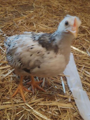 Cücələr: Toyuq cücələri, Ətlik — 1