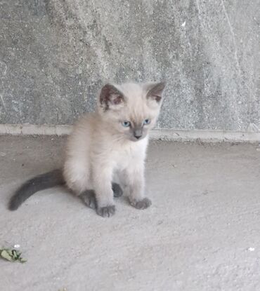 во сколько кастрировать кота: Отдам в хорошие руки милых котят черный кот, белая кошка