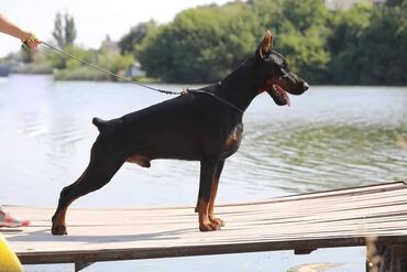 Psi: GROM Doberman Kennel predstavlja stenad iz linijskog parenja Pride of — 3