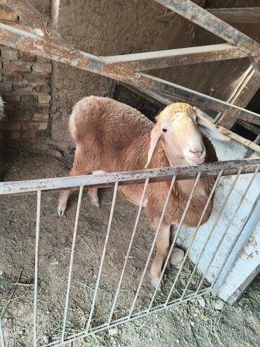 Бараны, овцы: Продаю | Баран (самец) | Полукровка | На забой | Кастрированные at lalafo.kg — 7 Бараны, овцы: Продаю | Баран (самец) | Полукровка | На забой | Кастрированные — 7