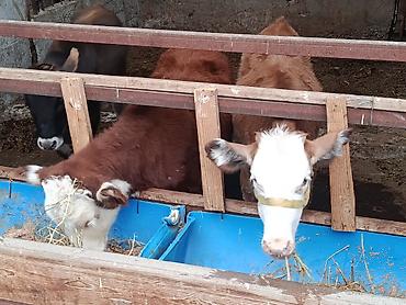 Продам с/х животных: Продаю | Бык (самец), Тёлка, Музоо, торпок | Герефорд, Симментальская, Монбельярд | На откорм, На забой, Для разведения | Племенные, Искусственник — 3