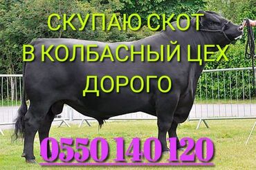 уй баласы: Куплю | Коровы, быки, Лошади, кони, Бараны, овцы | Круглосуточно, Любое состояние, Забитый