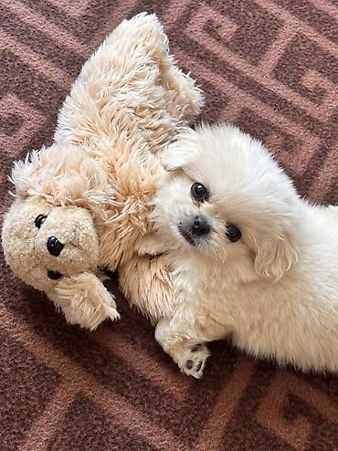 cins ineklerin satisi 2018: Pekines, Erkək, Pulsuz çatdırılma — 2