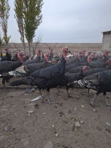 продажа щенков немецкой овчарки с документами в бишкеке: Продаю | Индюк (самец) | Черный принц | На забой | Племенные