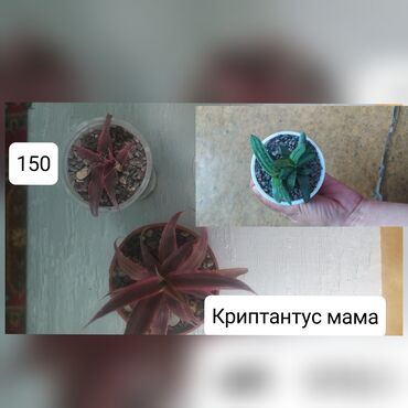 мясо кролика: Продаю