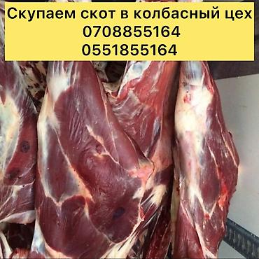 мяса оптом: Частное лицо, Колбасный цех : Коровы, быки, Лошади, кони, | Круглосуточно, Любое состояние, Забитый — 8