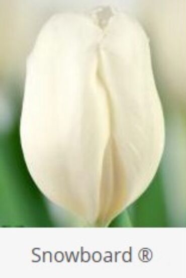 Toxumlar: Hollandiyadan yeni gelib. Tam keyfiyyetli mehsul. Qiymet 1 manat — 3