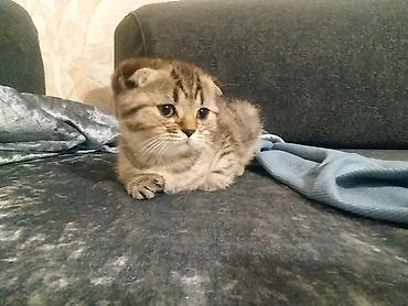 Кошки: Британская — 7