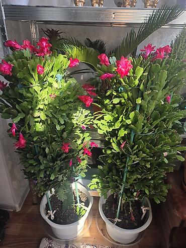 Декабристы: Зигокактус (рождественник, шлюмбергера) штамбовой формы в горшке. - — 1