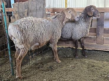 Баран, овца: Продаю | Овца (самка) | На забой, Для разведения — 1