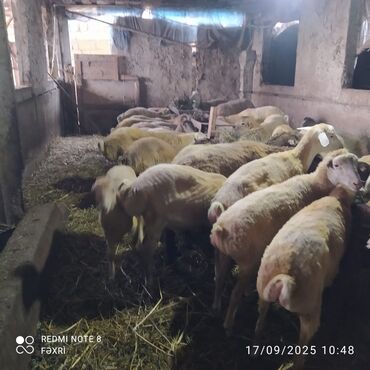 Quzu: Əmlik quzular diri çəki 10 manat. Böyük quzular 9 manatdan — 3