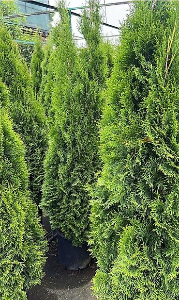 туя смарагт: Туя западная Смарагд (Thuja occidentalis ‘Smaragd’) — вечнозелёный — 2