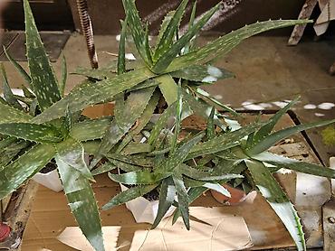 житкий биогумус: Алоэ вера (Aloe vera) в горшках - Суккулент с мясистыми ланцетными — 2