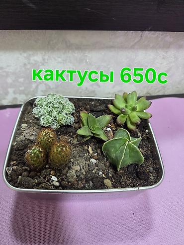 хлорофитумы: Комнатные растения в горшках: - Хлорофитум — по 350 с за растение — 7