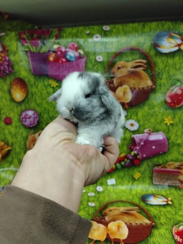 Dovşanlar: Karlik dovsan lar var satisda Vatsapda aktivdi Dovsan ayit Qefes de — 7