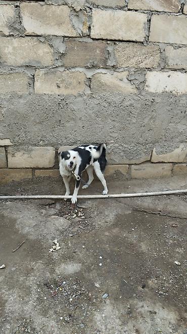 doberman bala: Qara-ağ rəngli it - Orta ölçülü, qısa tüklü, aktiv və çevik - Qara-ağ — 1
