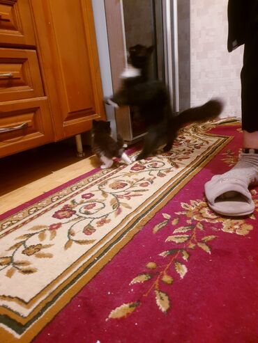 Pişiklər: Məhsul: Ev pişiyi və balası Təsvir: - Şəkillərdə iki pişik görünür — 2