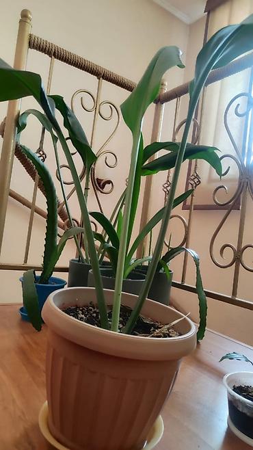 Фикусы: Комнатные цветы. Кактус. Лилия.кактус Эпифиллум (Epiphyllum) или — 8