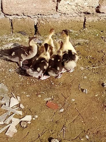 ordek balasi nece gune cixir: Lal ordek balaları bir aylıqdı. real alıcıya maşınım var çatdırılma — 5