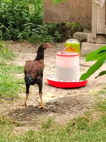 ev quşları haqqında melumat: Satılır: kənd toyuğu xoruzu - Cins tipi: uzunboyun, sərt bədən — 8