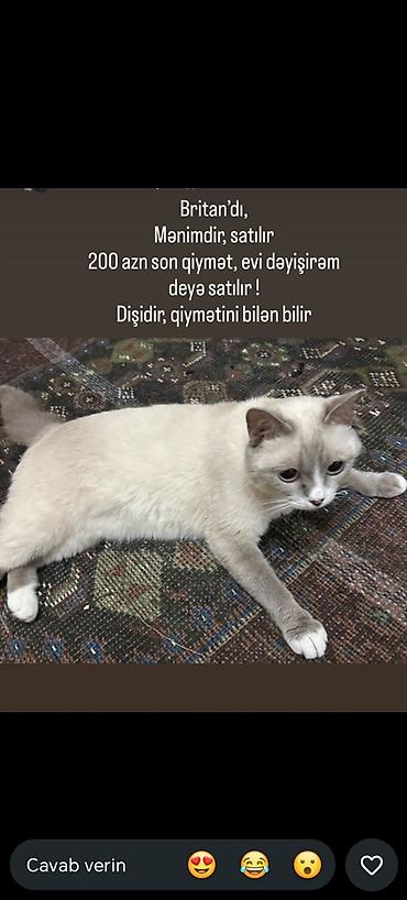 pisik yemi: Şotland, Dişi — 2