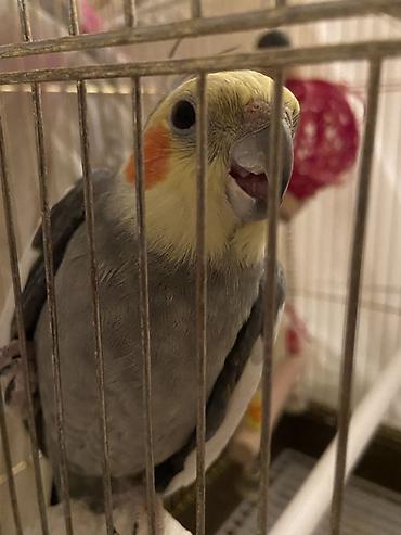 Quşlar: Nimfa (Cockatiel) tutuquşu– Danışmağı çox sevir qəfəsi və bütün — 4